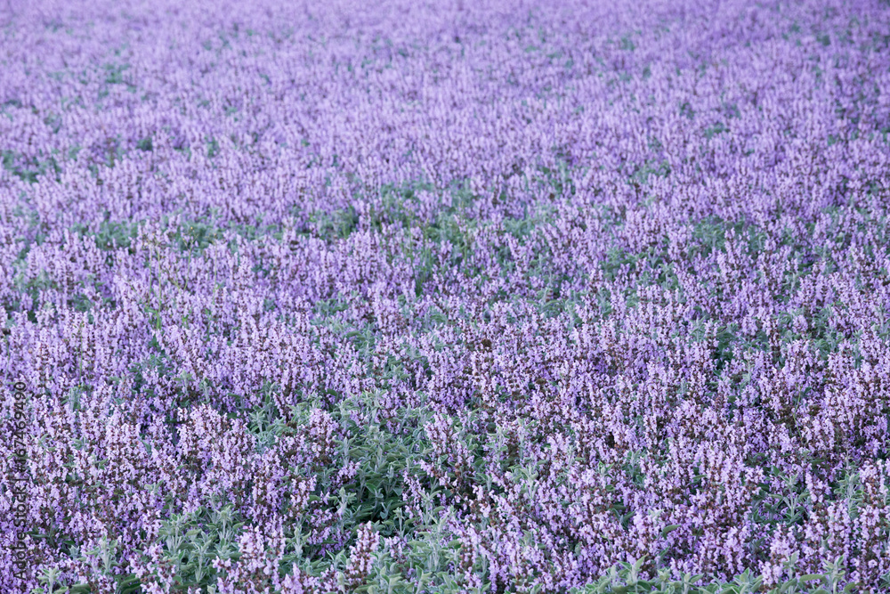 Fototapeta premium Lavender and sage cultivation
