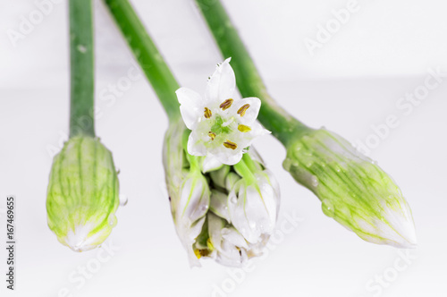 Blossom of Allium tuberosum, garlic chives, Kow Choi, oriental garlic