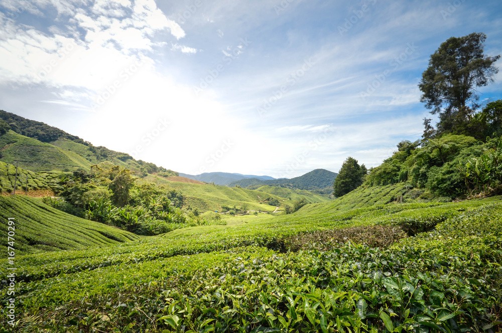 Beautiful landscape of the tea plantations in the Cameron highlands, Pahang State, Malaysia. Southeast Asia