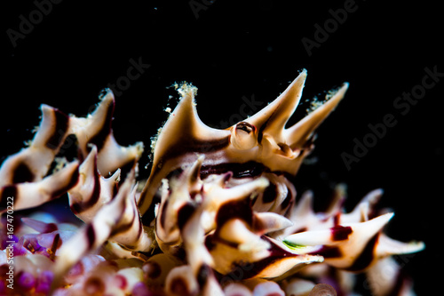Zebra crab