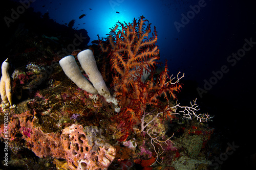Reef