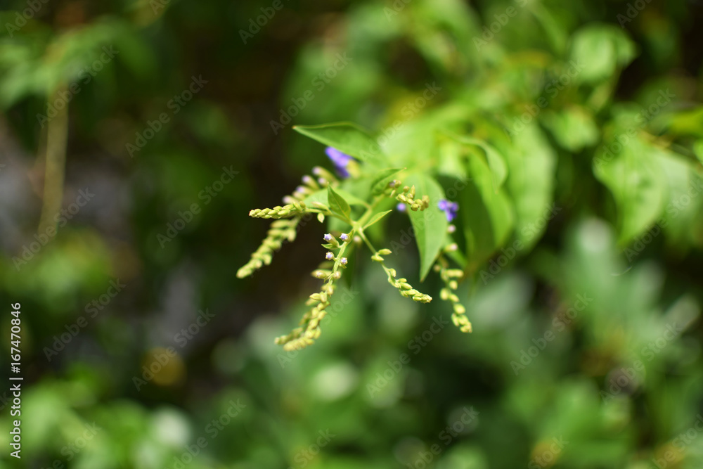 purple small flower and green leaves purple small flower and green leaves