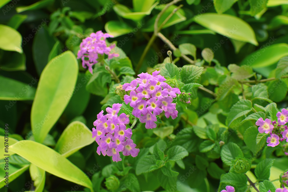 pink purple small flower and green leaves pink purple small flower and green leaves