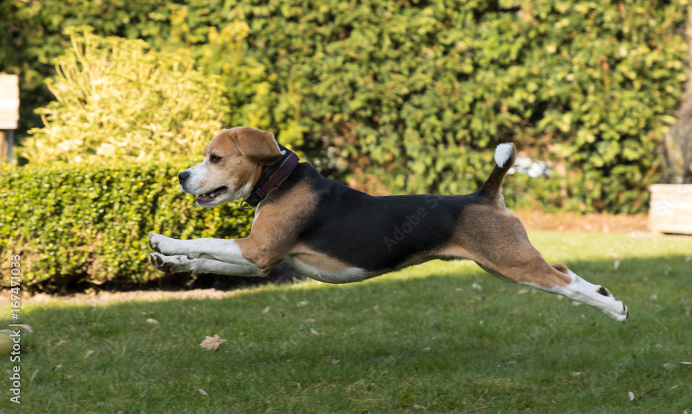 running beagle in a garden