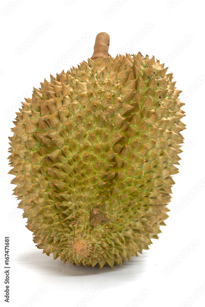 Mon Thong durian fruit on white background Mon Thong durian fruit on white background