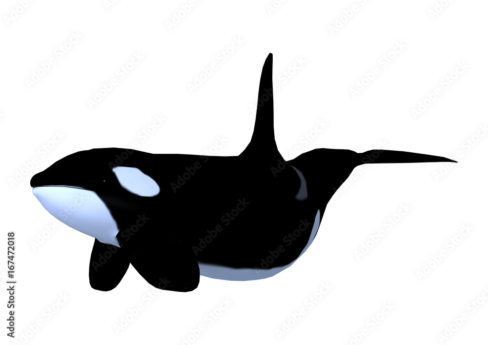 3D Rendering Killerwhale on White 3D Rendering Killerwhale on White