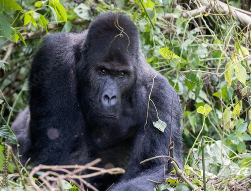 Eastern Lowland Gorilla, also known as Grauer's Gorillas. Male silverback. © Lindsey