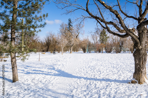 Snowy Park under Blue Sky on a Cold Winter Morning. Calgary, AB, Canada