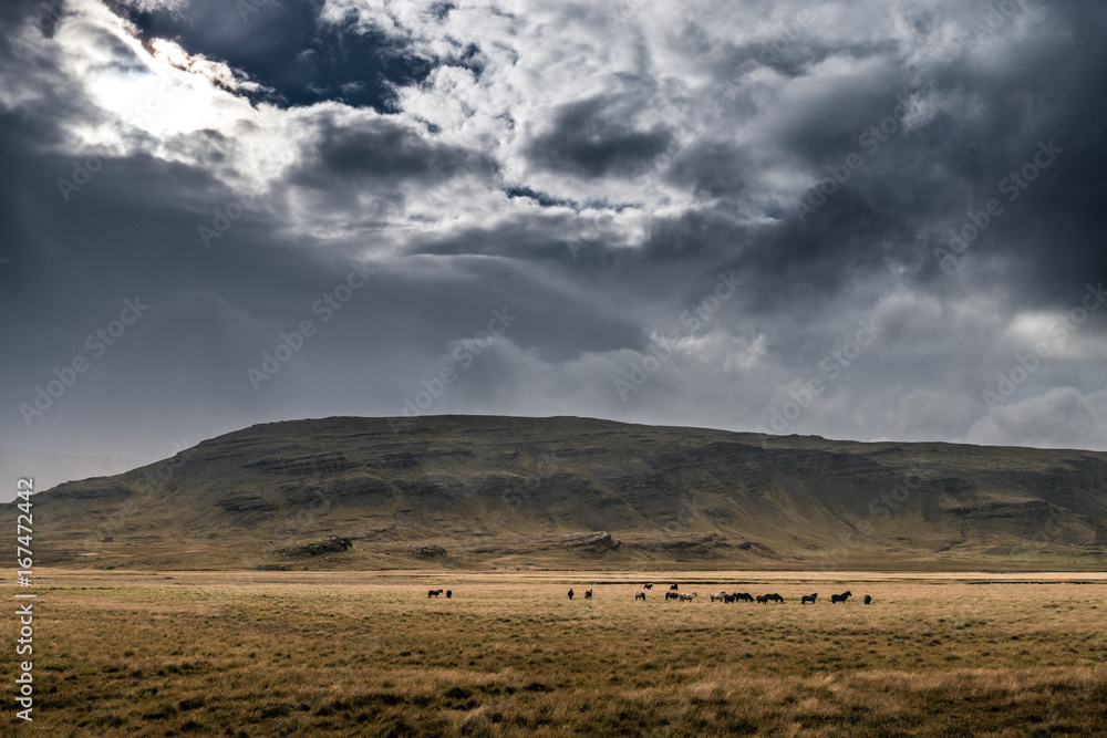 Island-Pferde im Hochland von Island