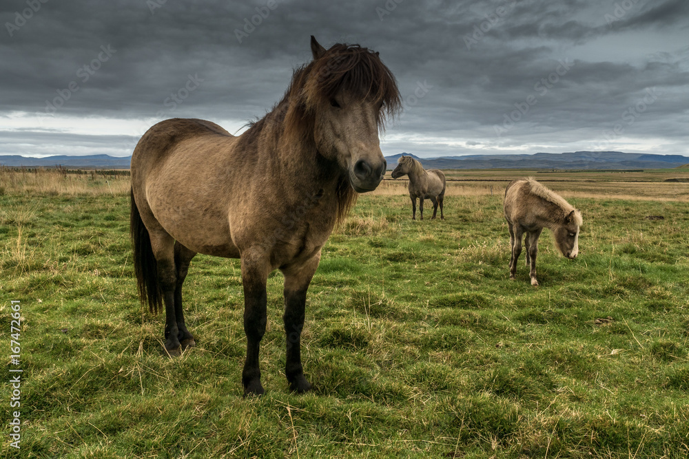 Obraz premium Island-Pferde bei Deildartunguhver