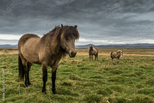 Island-Pferde bei Deildartunguhver