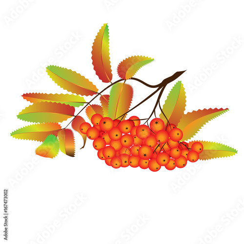 Autumn rowan berries . Ash-berry branch on the white background. Vector illustration. Autumn design element.