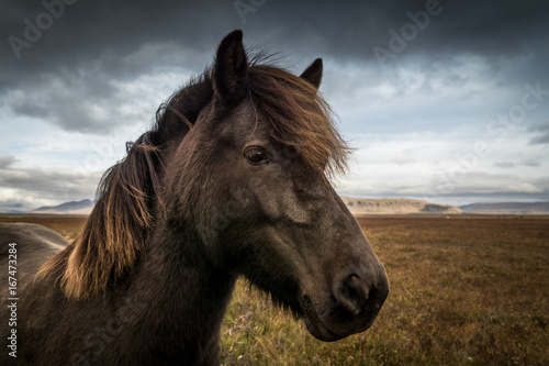 Portrait eines Island-Pferdes © schame87