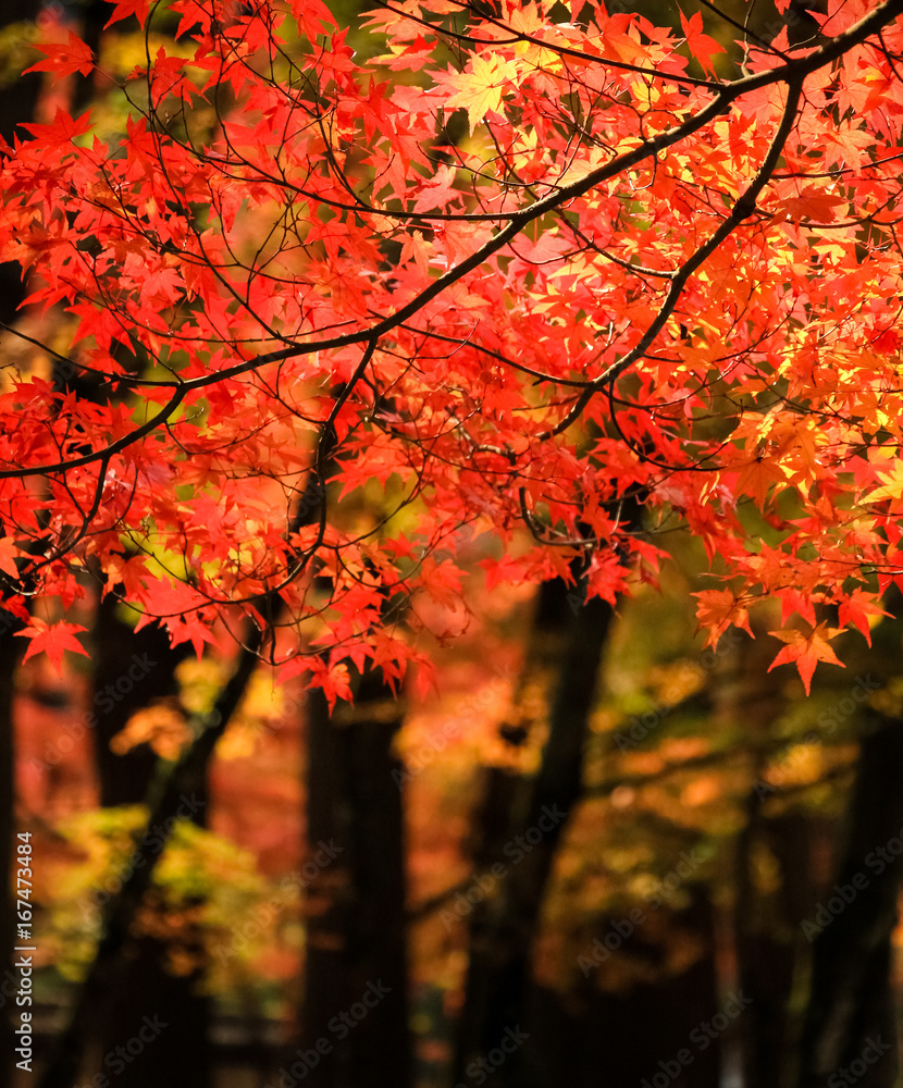 Autumn Leaves Autumn Leaves