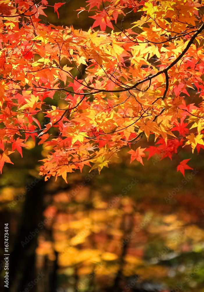 Autumn Leaves Autumn Leaves