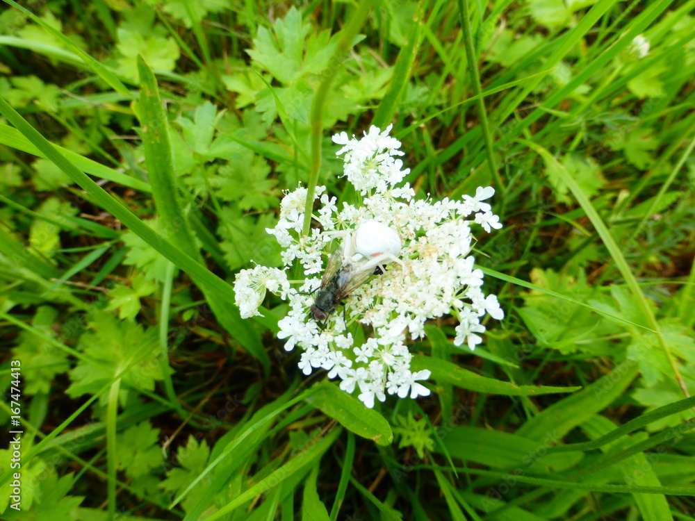 Veränderliche Krabbenspinne mit Beute Veränderliche Krabbenspinne mit Beute