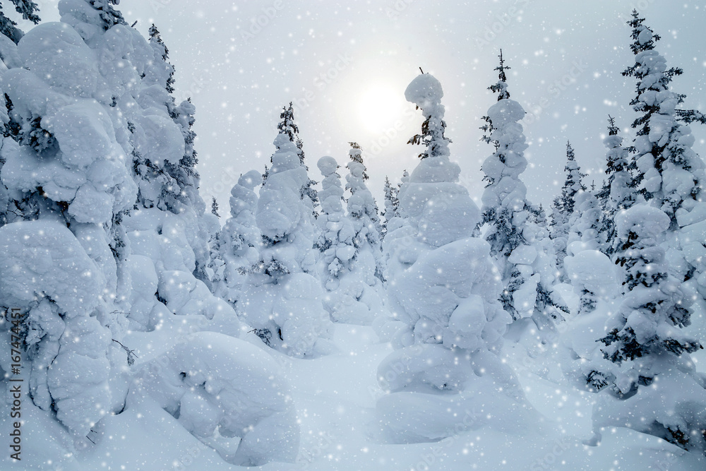 Winter in the mountains Winter in the mountains