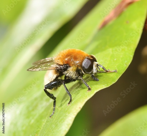 sunbathing Eristalis tenax © drewrawcliffe