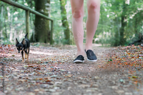 Camminando con il cane Russian Toy Terrier photo