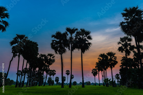 the sun silhouette morning light of sugar palm on bright blueand orange sky background, sugar plam in thailand