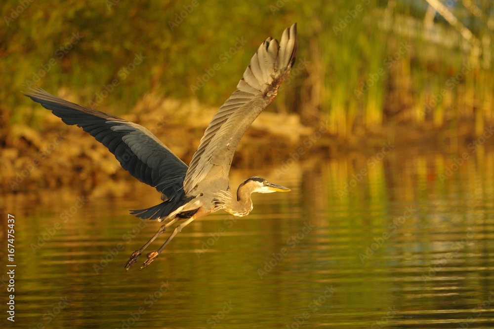 Blue Heron in Flight Blue Heron in Flight