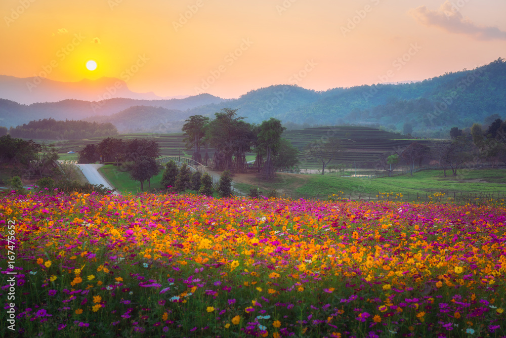 Landscape of cosmos flower field in the sunset at singpark in chiangrai, Thailand