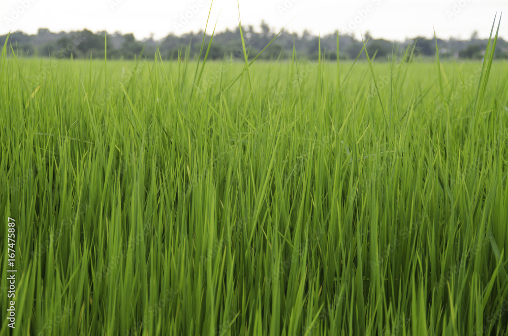 Paddy field / Rice field