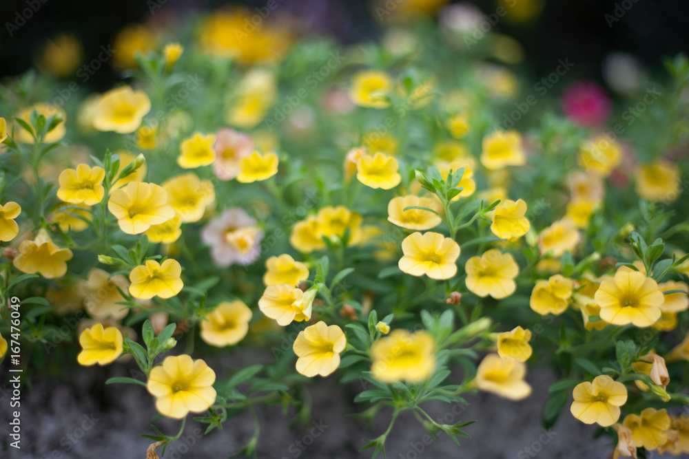 Small Yellow Flowers