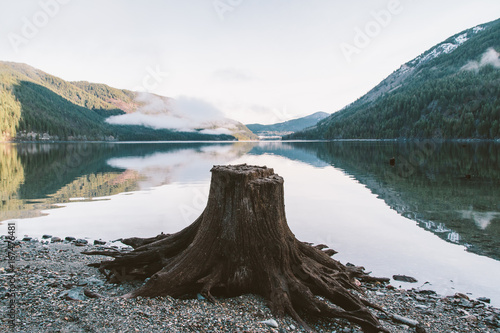 Old weathered stump on beach of lake during sunrise. photo