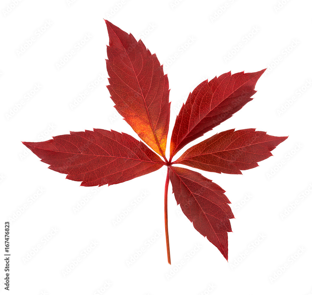 Autumn Parthenocissus leaf isolated on a white Autumn Parthenocissus leaf isolated on a white