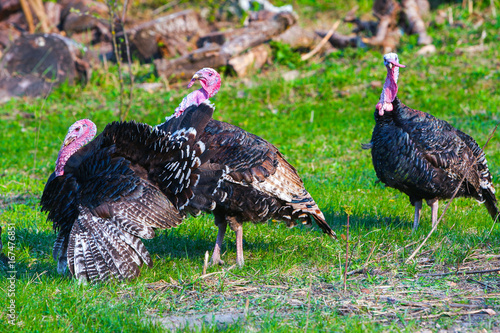 Three black turkey grazing in a green grass field pasturage on the backyard. Springtime. Concept theme  Agriculture. Nature. Climate. Ecology. Natural organic food. Farming.