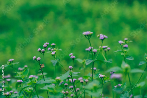 Purple flowers in Green Background