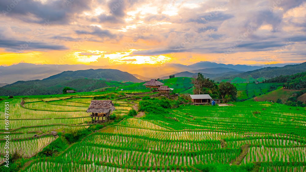 Fototapeta premium Rice fields in Chiangmai, Thailand