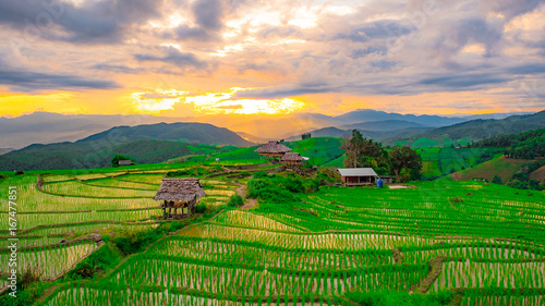 Rice fields in Chiangmai  Thailand