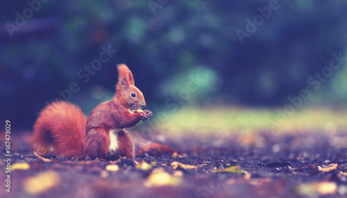 Eichhörnchen knabbert Nüsse photo