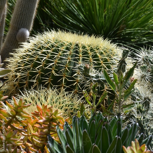 Echinocactus grusonii - Schwiegermutterstuhl - Schwiegermuttersessel - Kaktus - Kakteen - Kakteengarten