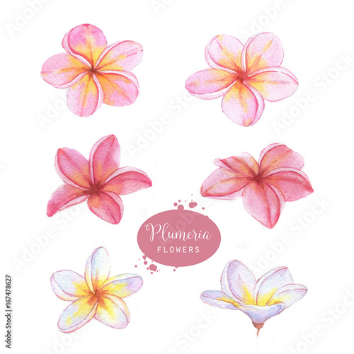 Hand-drawn watercolor floral illustration of the plumeria flowers. Natural drawing isolated on the white background. Exotic flowers.