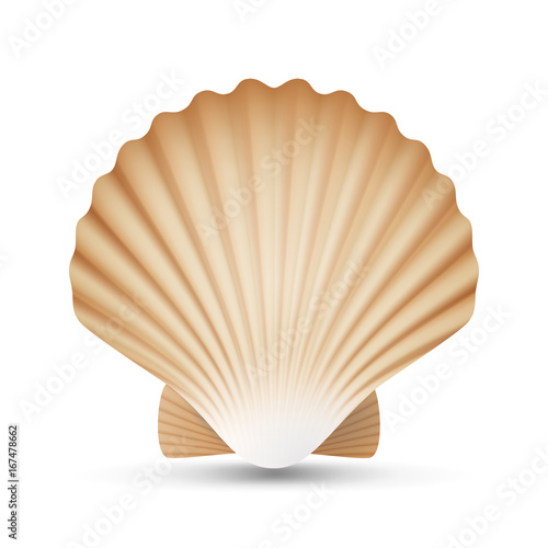 Scallop Seashell Vector. Realistic Sea Shell Close Up. Isolated On White. Illustration