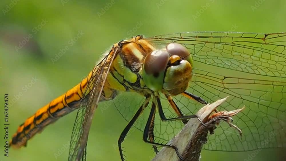 Indignant Insect Dragonfly close on a branch indignant attention. Odonata - the order of ...