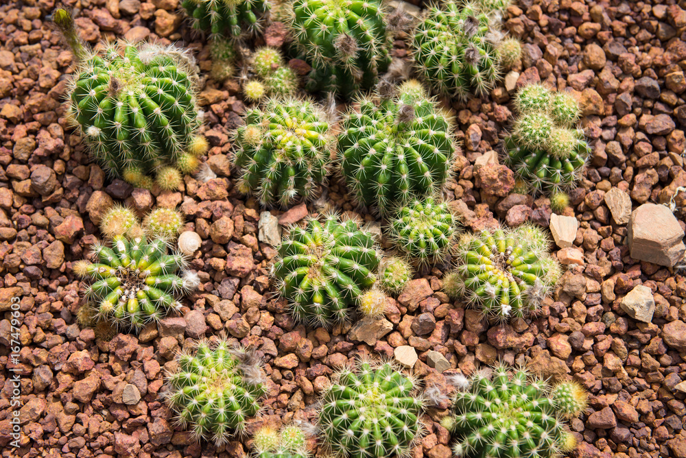 Cactus Cactus