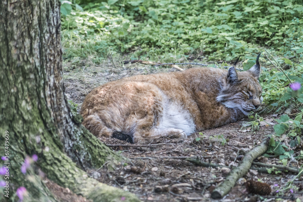 Obraz premium Eurasischer Luchs liegt auf dem Waldboden