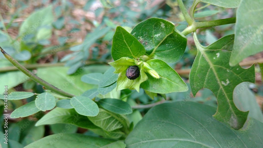 Four O'clock plant seeds, Marvel of peru, Mirabilis Jalapa. Four O'clock plant seeds, Marvel of peru, Mirabilis Jalapa.