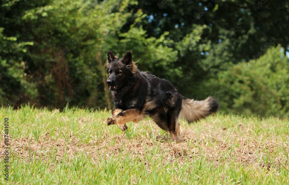 Fototapeta premium rennender deutscher schäferhund auf einem feld