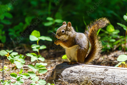 Small Squirrel in summer forest background wild animal