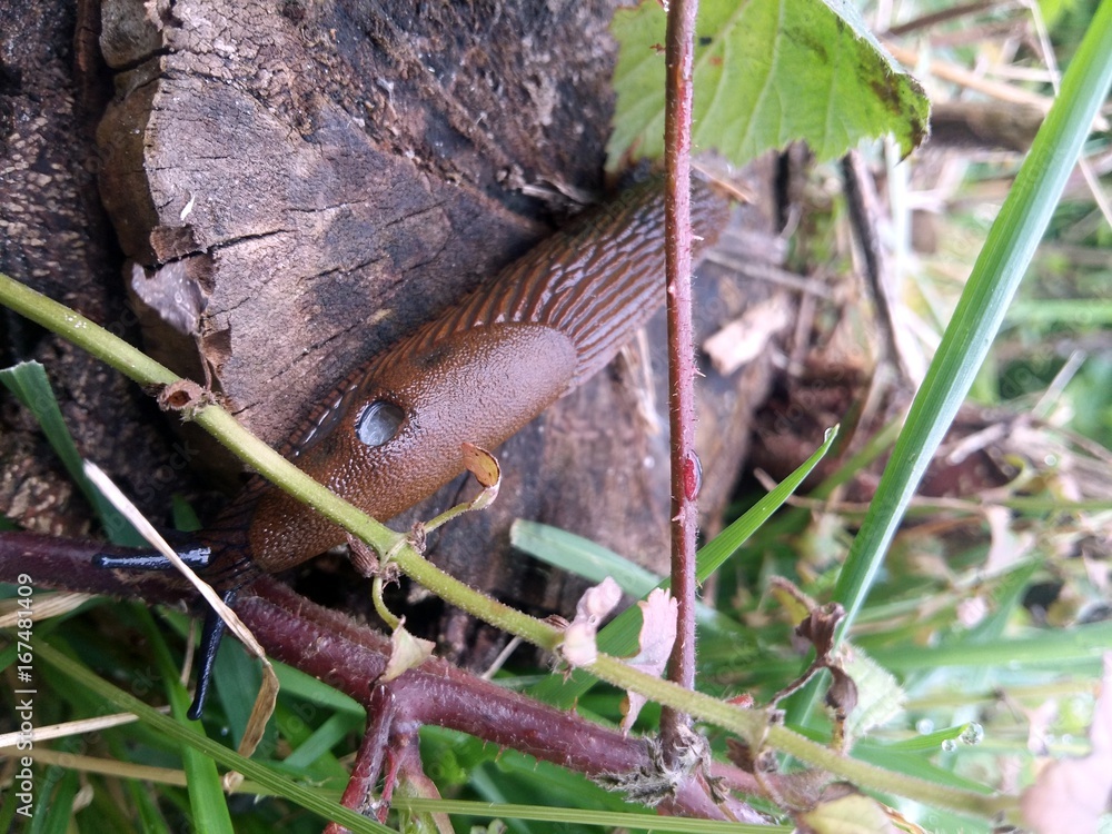 Obraz premium Snail without house