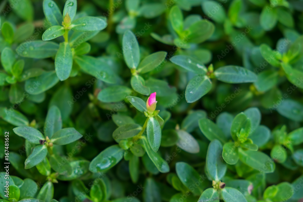 a pink bud portulaca flower and green leaves background a pink bud portulaca flower and green leaves background