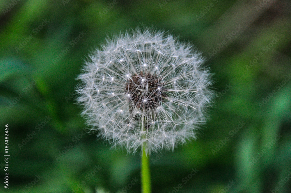 Fototapeta premium Dandelion on a green background