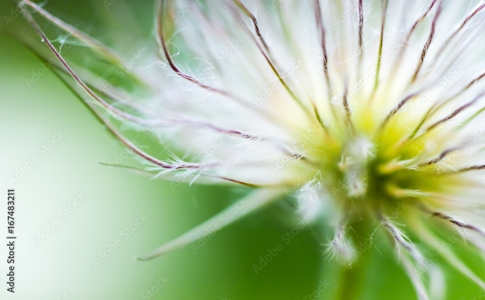 Closeup macro detail on plant blossom with fine white fluffy hairy pistils or down. Soft shallow depth of field and blurred dreamy look.