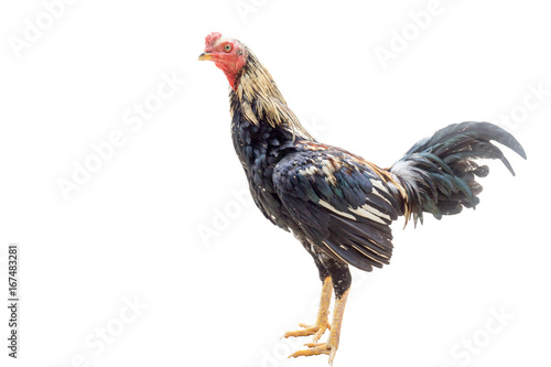 Chicken cock,On a white background. © ณัฐวุฒิ เงินสันเทียะ