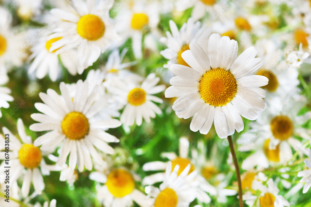Obraz premium Chamomile among flowers